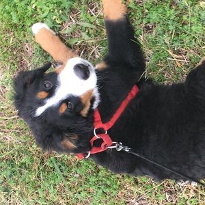 Meet your Posher, Anna